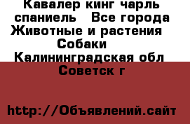 Кавалер кинг чарль спаниель - Все города Животные и растения » Собаки   . Калининградская обл.,Советск г.